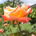 Kalives 3* Kalyves Polygyrou