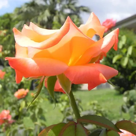 Kalives 3* Kalyves Polygyrou