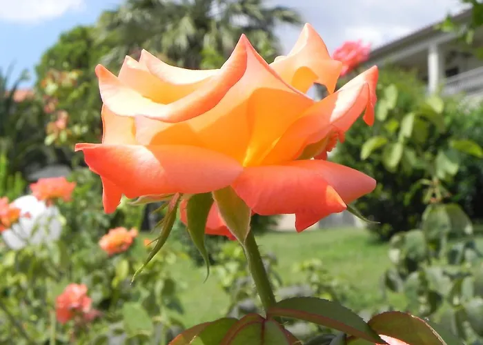 Kalives 3* Kalyves Polygyrou